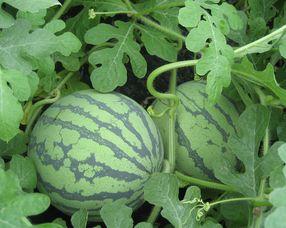 蓬瓜孕妇可以吃吗