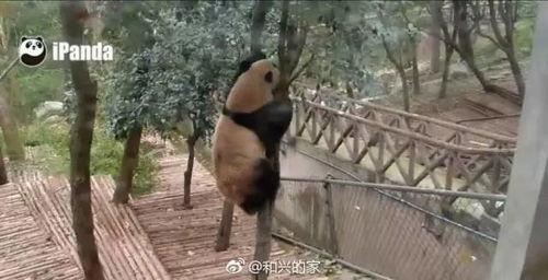 女装店吃瓜爬树,吃瓜爬树,揭秘日常生活中的趣味瞬间