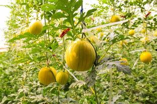 许瓜怎么吃,解锁美味新体验