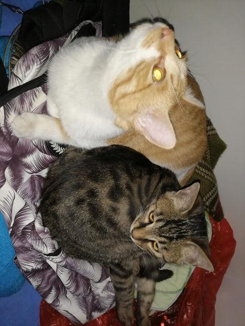 猫认真吃瓜,萌态十足!