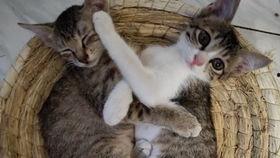 猫认真吃瓜,萌态十足!