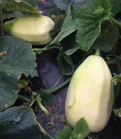 火瓜可以吃吗怎么吃,探索火瓜的食用技巧与佳肴