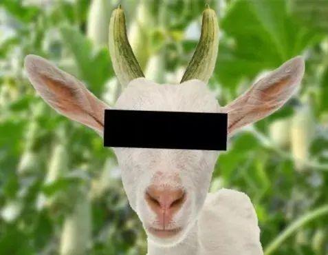 羊吃蜜瓜,蜜瓜盛宴的欢乐时光