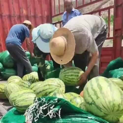 泰山吃瓜群众,揭秘泰山山民的生活百态