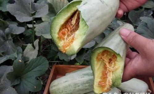 小白瓜怀孕可以吃吗吗,小白瓜的食用安全解析