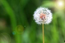 吃瓜直播蒲公英团,吃瓜直播的欢乐盛宴