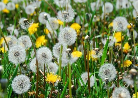 吃瓜直播蒲公英团,吃瓜直播的欢乐盛宴