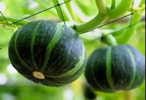 贝贝瓜蒸着吃,传统美食的时尚演绎