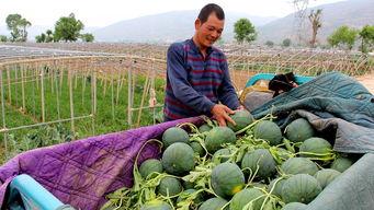 镇中吃瓜,揭秘校园里的那些“瓜”