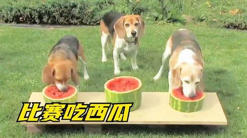 狗狗站着吃瓜,萌态十足！