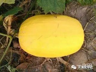 吃瓜的瓜娃,揭秘娱乐圈那些事儿